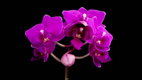 Blooming Purple Orchid Phalaenopsis Flower
