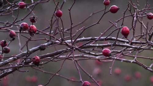 Close-up of rose hips plant with berries on the branches. Wild nature fruits containing vitamins and