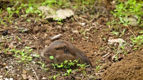 Gopher saindo do buraco para comer.