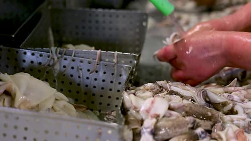 Worker handles squid with bare hands, washing and cutting filets to prepare at factory