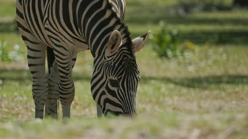 Plains Zebra Grazing Peacefully in Green Meadow