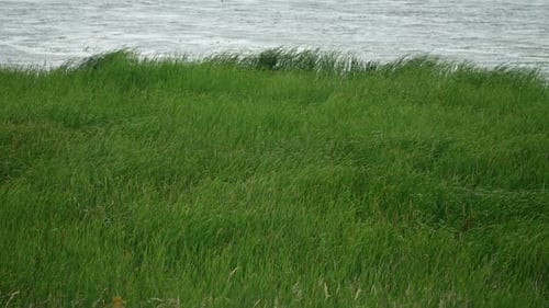 Grünes Gras schwankt bei starkem Wind.