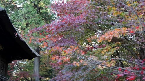 A traditional Shinto temple building in Tokyo. The architecture of the enclosure is very detailed, a