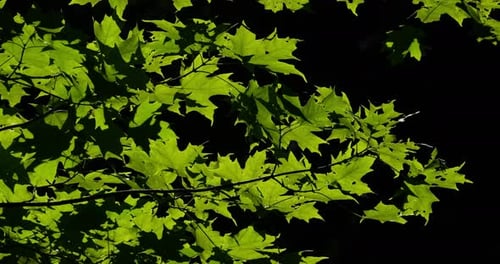 Green Leaves Swaying in Sunlight on Dark Background