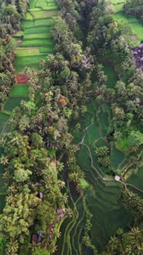 Vertical drone footage of Bali rice terrace valley with palm trees and vibrant rice paddies