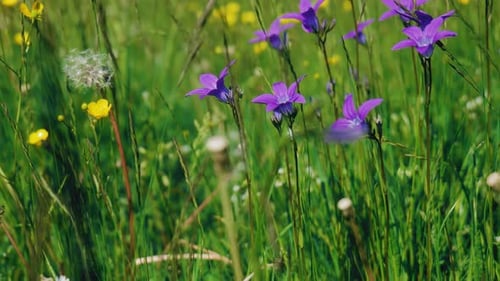 Static shot of purple wildflowers in a green grass field with some yellow flowers also, daytime summ