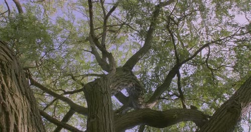 Panoramic Shot of Tree. Bottom Up View of Trunk, Branches and Leaves. Low Angle.