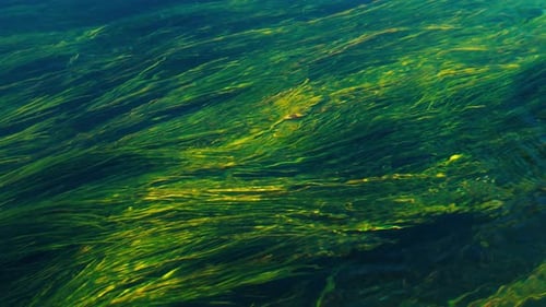 Wasser fließt über Grünalgen in einem Fluss