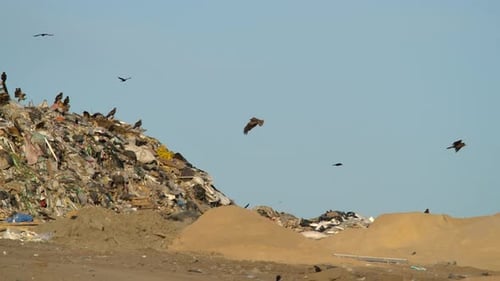 Große Müll- und Müllhalde voller Vögel und Parasiten. Konzept Modern