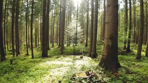 Forest Relaxation Background