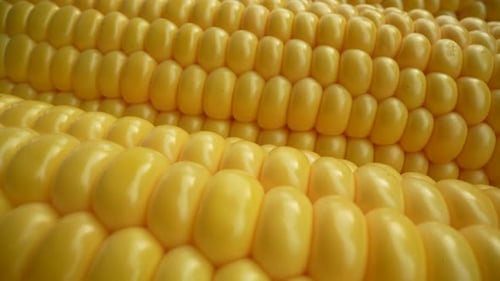 Close-Up of Fresh Yellow Corn on the Cob