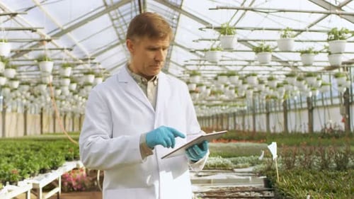 In the Industrial Greenhouse Agricultural Engineer Wearing White Coat Uses Tablet Computer to Test