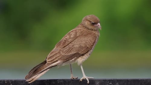 Gemeiner Aasfresser in seinem natürlichen Lebensraum, Chimango Caracara, Milvago Chimango, thront auf einer Metallstange wa