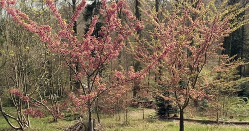 Beautiful tree with pink flowers in Arboretum of Aubonne, Switzerland. Static