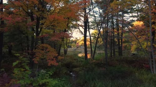 Autumnal Forest with Colorful Trees During Sunrise