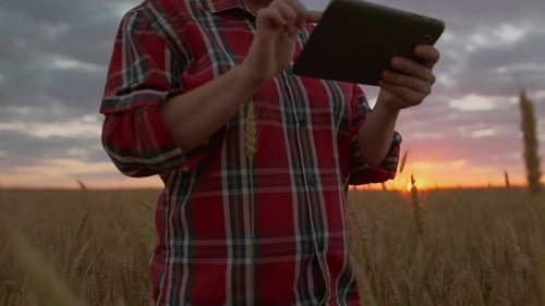 Woman farmer working on digital tablet standing in wheat field at sunset sky background