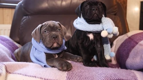 Two Cute Puppies in Scarves Lying on Blanket