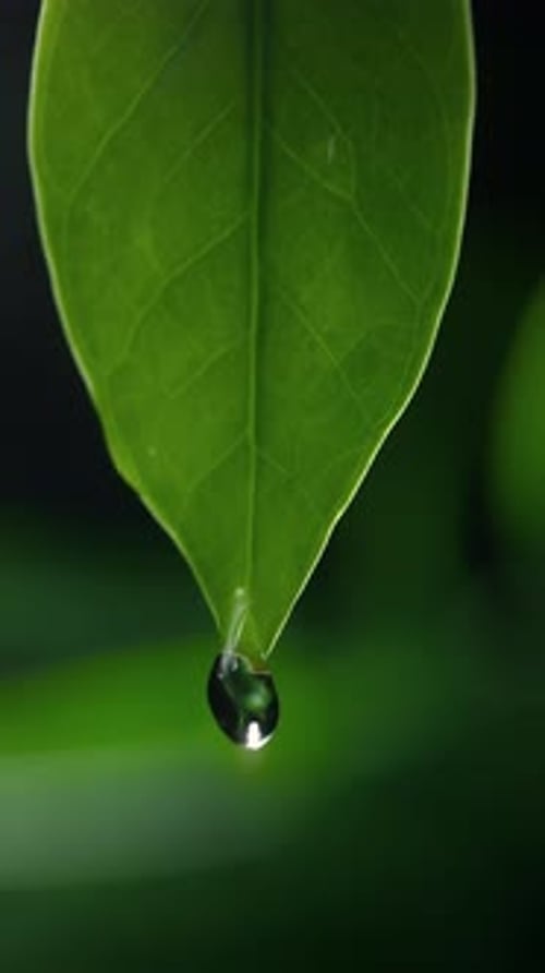 Macro Water Droplet Falling From Bright Green Leaf