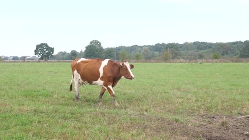 Cow Drinking Water in Rural Pasture