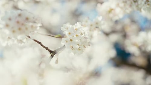 White Blossoms Bloom in the Spring Sunshine