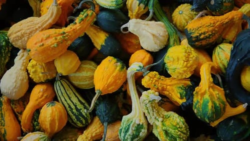 Close Up Shot of Orange Pumpkin Harvest of Various Pumpkins Shapes and Sizes on the Farm Counter