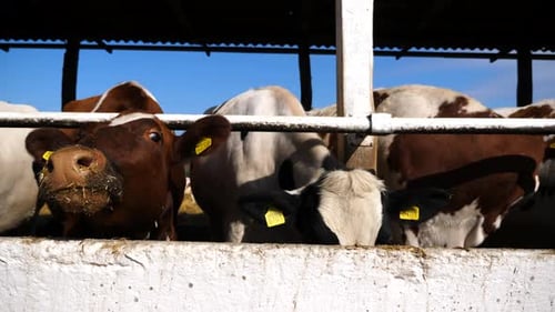 Long Row of Cattle Chewing Fodder at Milk Factory Curious Cows Look Into Camera Eating Hay on Dairy