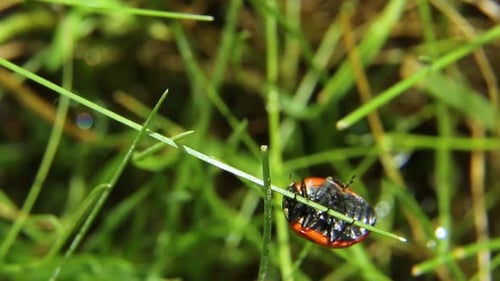 A Ladybug in the Wild Crawls on the Grass