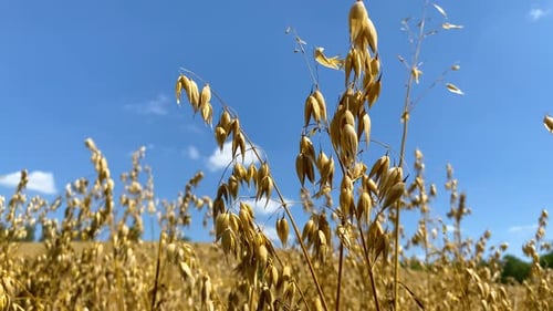 Golden Wheat Blowing Gently in Field on Sunny Day