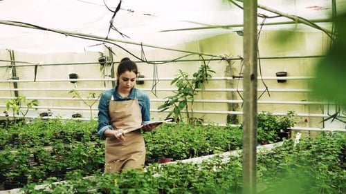 Woman Inspecting Plants in Greenhouse with Tablet