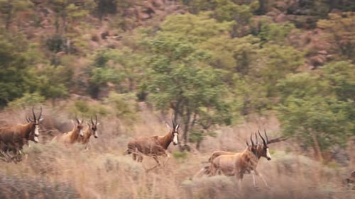 Blesbuck antelope herd stampede on the run in african savannah.