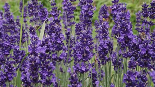 The bee pollinates the lavender flowers. Lavender field in the summer