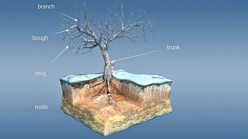 3D Animated Winter Tree Anatomy Diagram