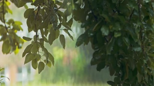 Rain On A Tree