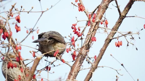 Un bulbul à oreilles brunes (Hypsipetes Amaurotis) fait caca en mangeant une cerise cornélienne japonaise séchée perchée