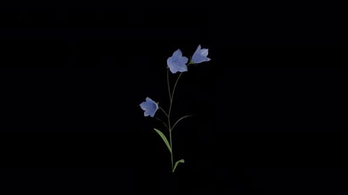 Campanula Plant blowing in the wind. Wind blows Flowering Plant. Alpha Channel. Loop Animation