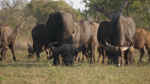 A herd of cape buffalo grazing on the savanna, front view.