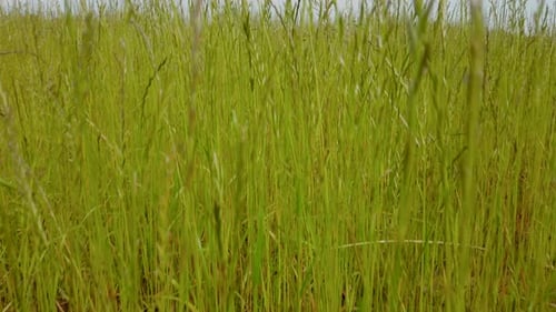 Close up shot of the grass and wind blows gently