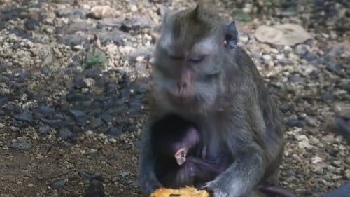 Close up of mammals HD video. primate life while eating fruit. Monkey eat yellow mango fruit at sacr
