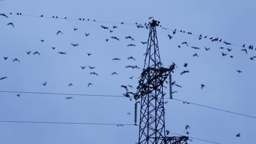 Birds Fly Around Electrical Tower on Sky Background