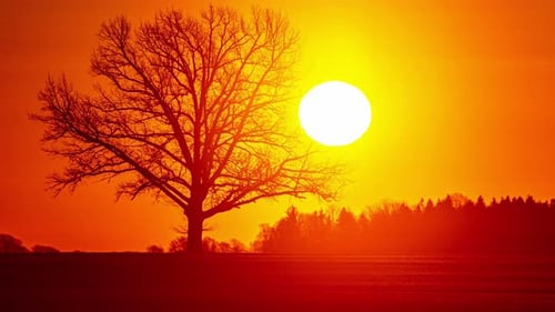 Sereno lapso de tiempo de una hora dorada de un árbol solitario recortado contra una resplandeciente puesta de sol