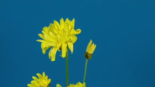 Yellow Flowers Bloom on a Blue Background