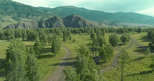 Aerial View Low Flight Above Evergreen Pine Tree Landscape with Endless Mountain Forest at Sunny