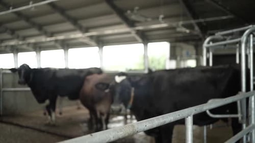 Cows on a diary farm eating. Cattle of cows