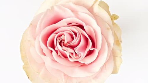 Close Up of a Pink Rose on White