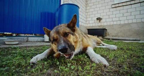 A Mixed Breed Mongrel Dog