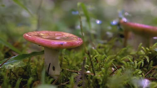 Pink Mushroom Growing in the Forest Undergrowth