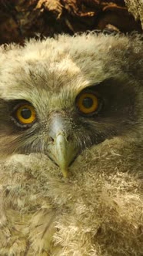Vertical View Of Owl, Wildlife in Deep Forest