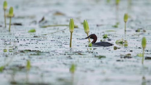 Zwergtaucher (Tachybaptus ruficollis) Taucherwasser zum Angeln