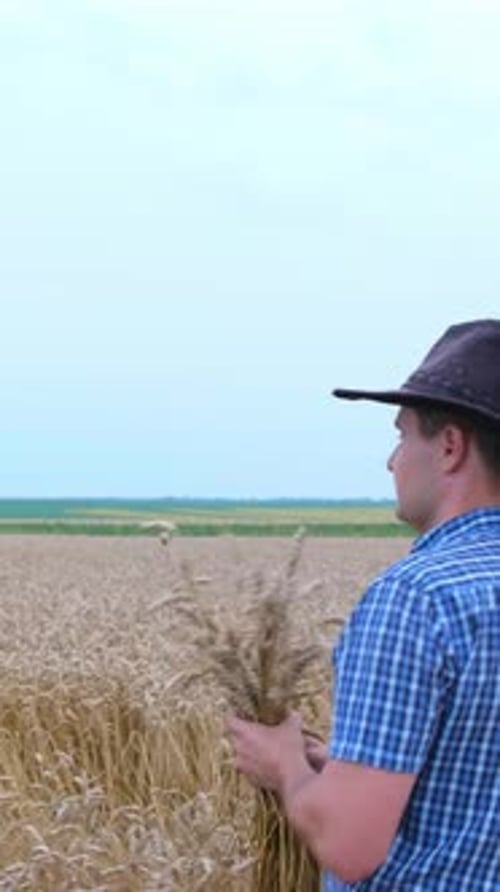 A Hardworking Farmer Inspects His Lush Wheat Crops in a Golden Field Under a Cloudy Sky