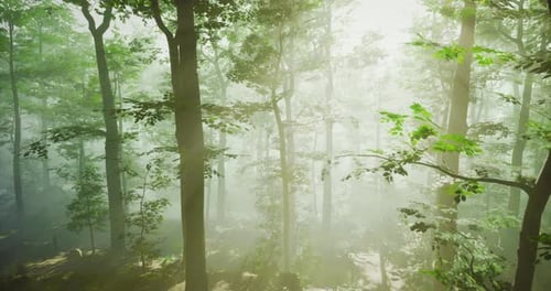 Sunlight Filtering Through Lush Green Trees in a Serene Forest Atmosphere